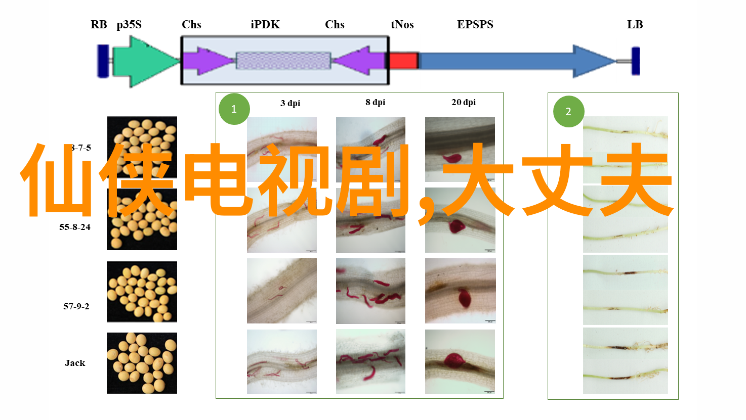 莎薇伽赛冽先天八卦画像中的崩坏小飞者