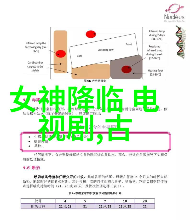 鸡爪故事一只鸡的奇妙日常