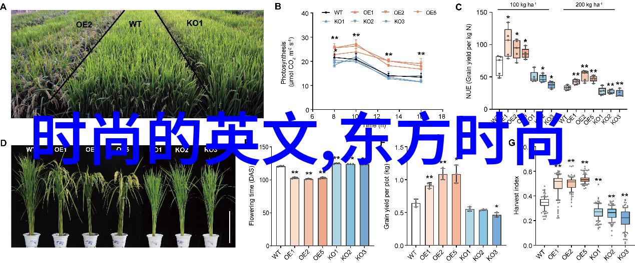 木兰妈妈电视剧中国古装剧情深情片