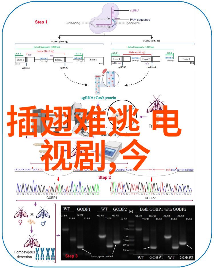 免费查看自己的卦象-凤凰涅槃揭秘你的命运之轮