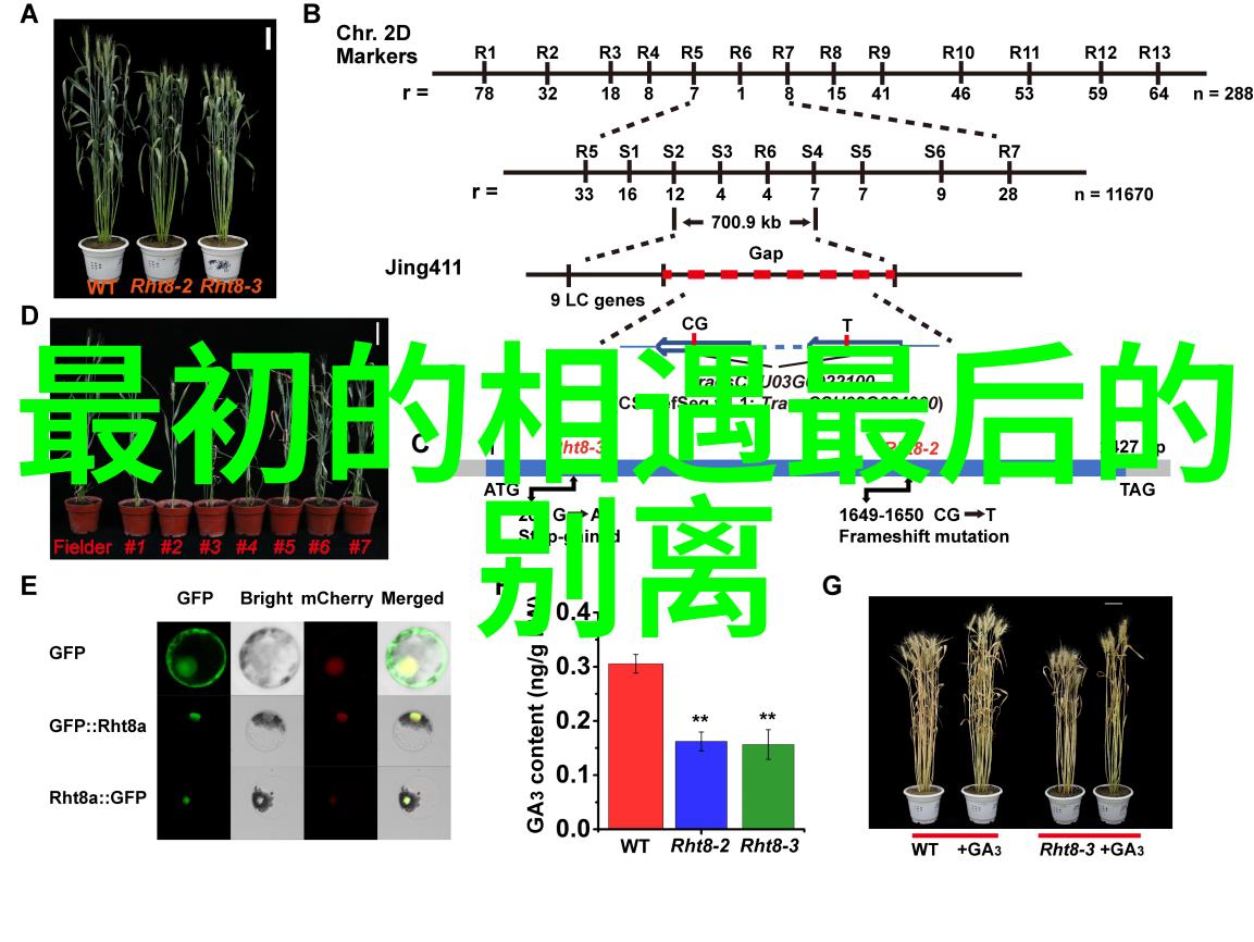 台湾2035蓝图与梦想的交响曲是什么样的