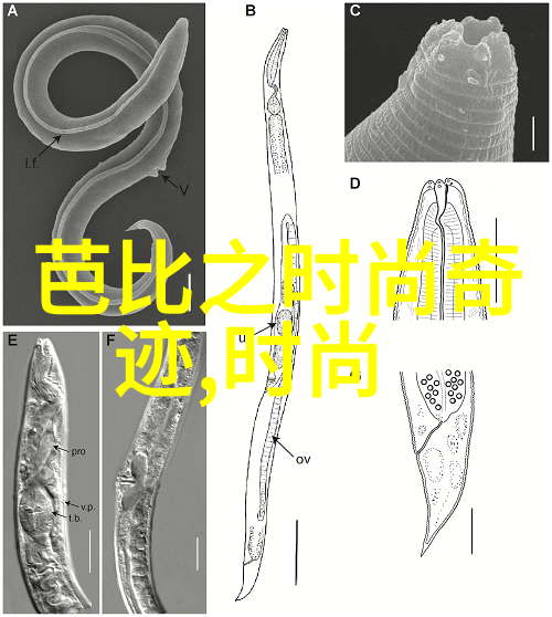 真实拍摄技巧掌握写真的艺术