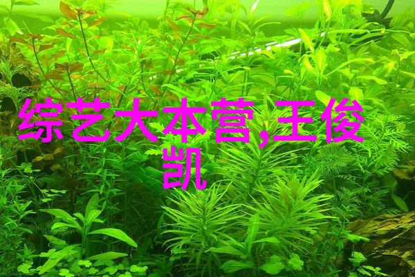 夏日长怀旧的阳光与青涩的梦想