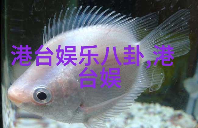 综艺盛宴笑声与光芒的现场