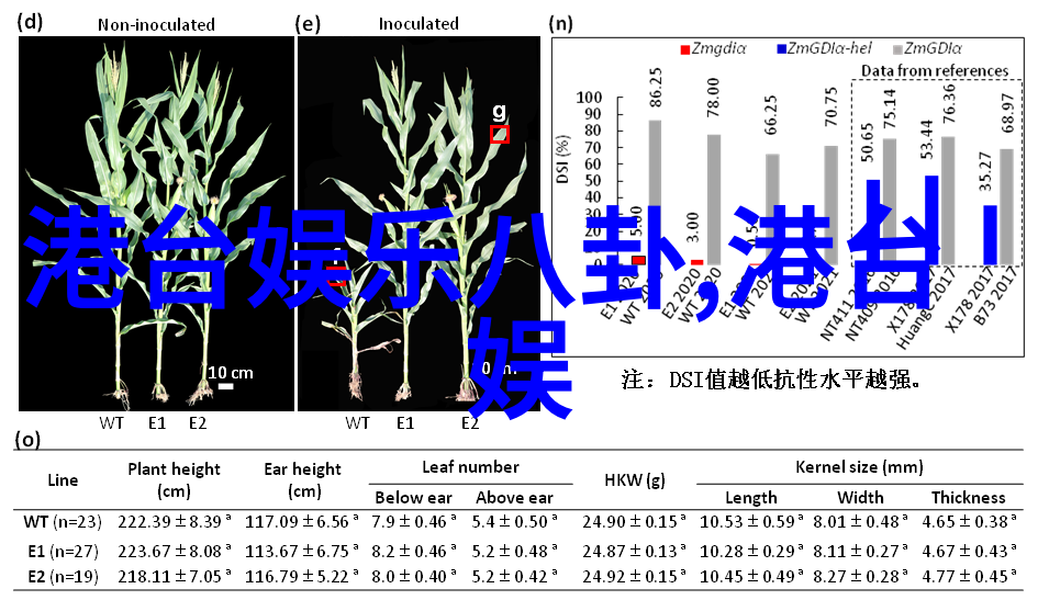 呼叫大明星电视剧华丽演艺梦想成真