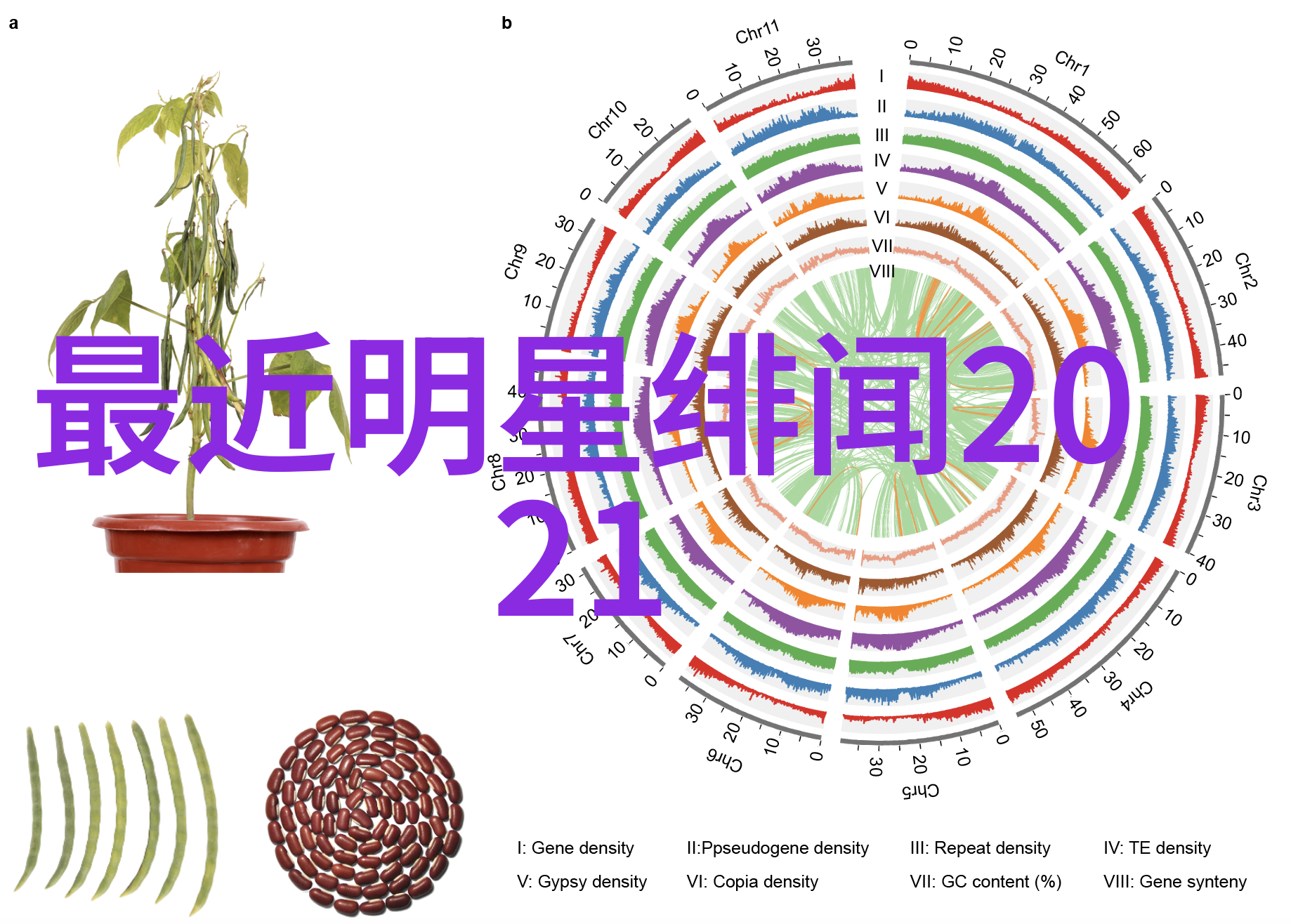 体育明星GARY的黄金时刻小蓝网站背后的故事