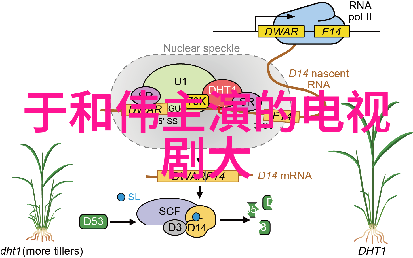 刘嘉玲梁朝伟结婚五周年 微博分享甜蜜旧照