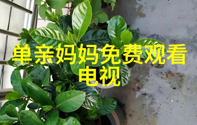 茶啊二中电影中的秘密