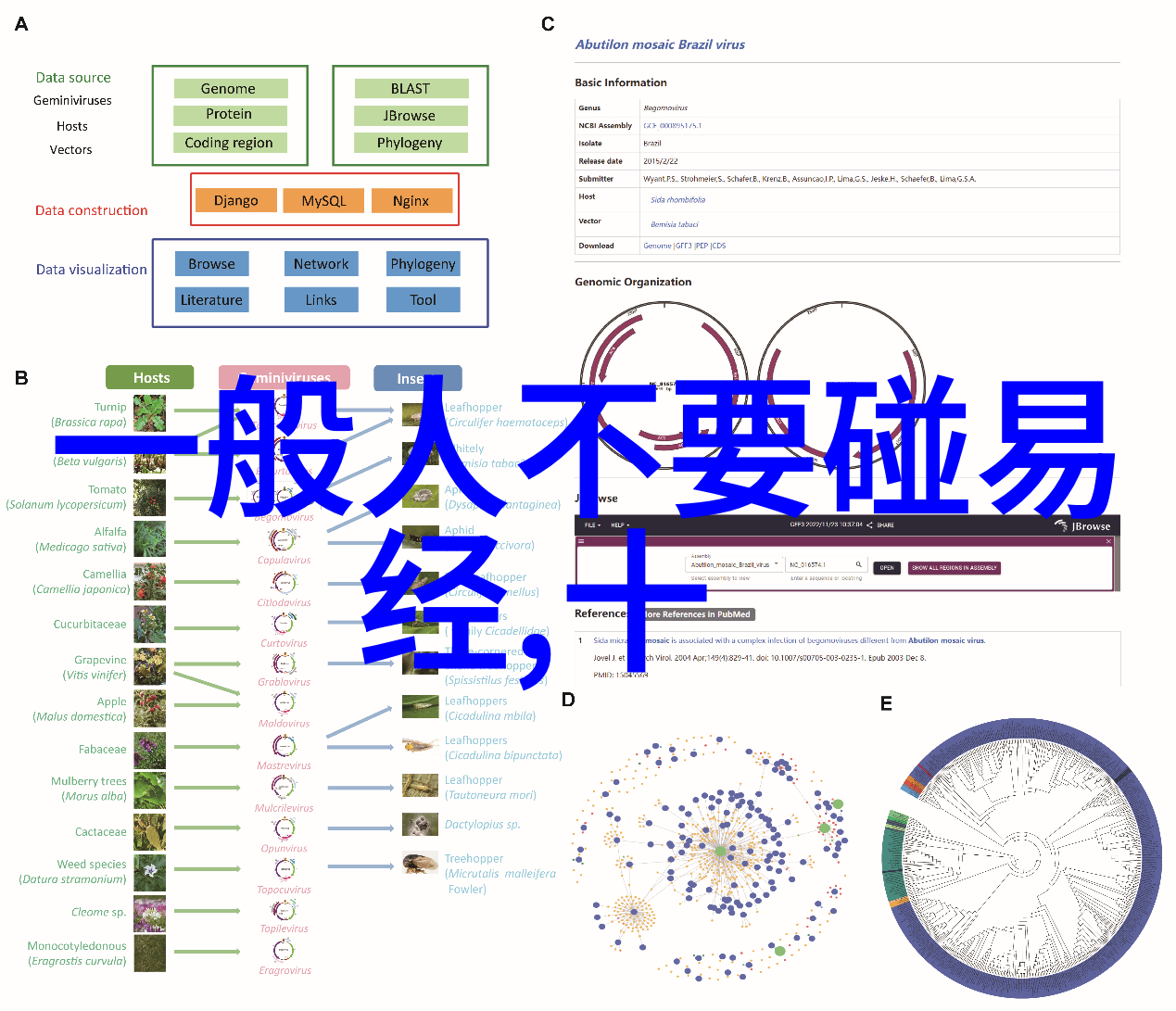 古老智慧与现代科技融合探讨五行八卦测试的历史与现状