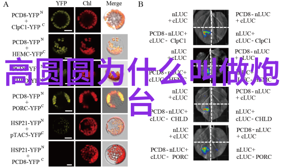 广东新闻传播研究从粤语媒体到数字时代的转型与挑战