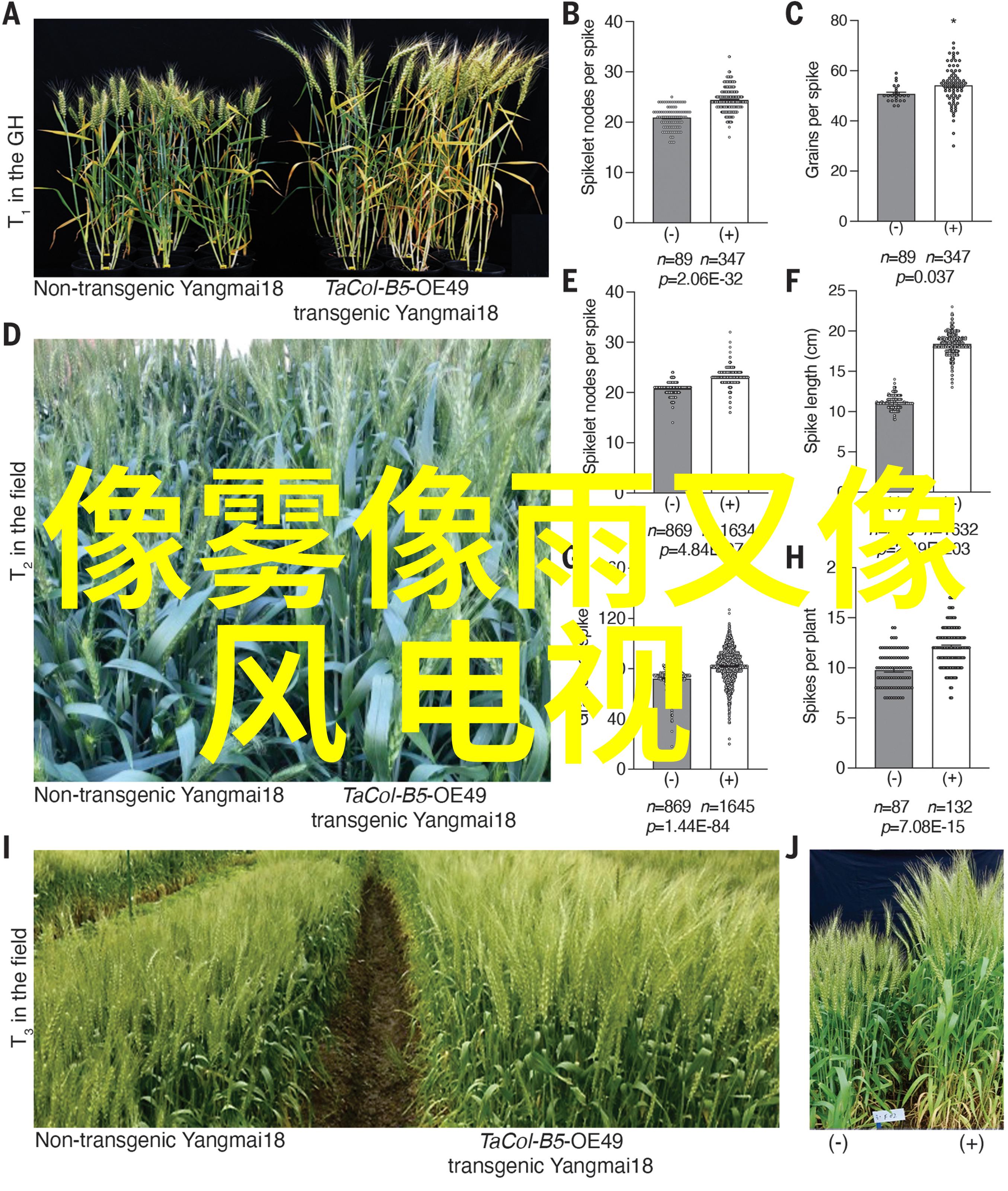 战争背景下的爱情与友谊如何展现出最佳效果呢