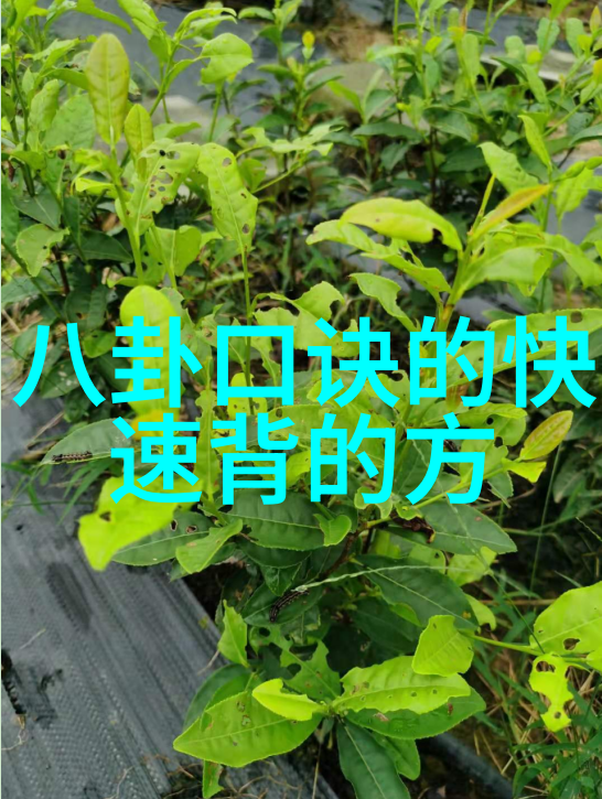 花开满城的秘密