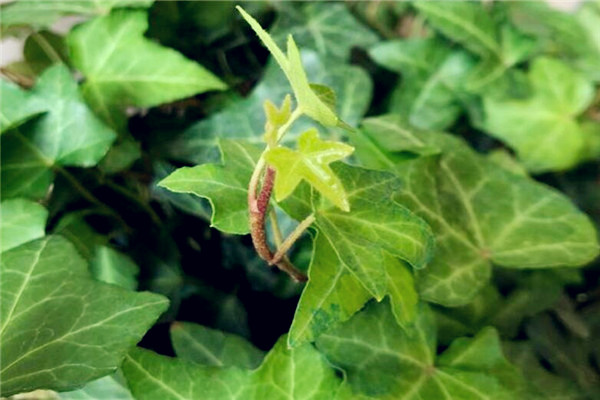 主题-迈开腿坤坤桶小草莓一场夏日的甜蜜邂逅