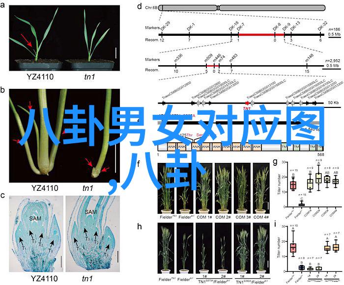 探索古代智慧八卦口诀的奥秘与伏羲之谜